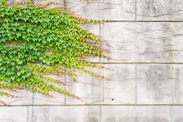 ivy growing on wall