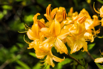 Blooming yellow rhododendron
