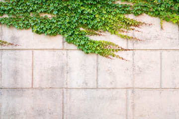 ivy on wall
