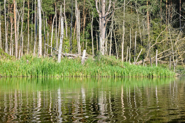 Obraz premium Flooded beach with dry pine forest and green grass reflected in the river.