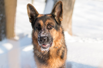 Dog german shepherd in a winter day