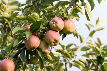 Red ripe apples on apple tree branch.