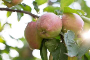 Red ripe apples on apple tree branch.