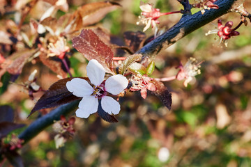 Blooming cherry
