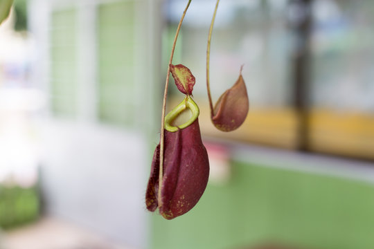 Nepenthes, tropical pitcher plants or monkey cups