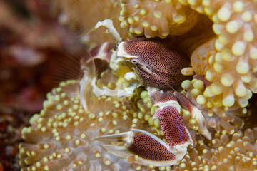 A Porcelain crab (Neopetrolisthes maculosus) snuggles into the tentacles of its host anemone on a reef in the tropical western Pacific region. This crab feeds on plankton with specialized appendages.