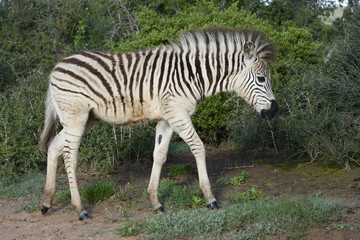 Plains Zebra foal in Addo Elephant National Park