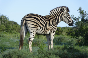 Plains Zebra in Addo Elephant National Park