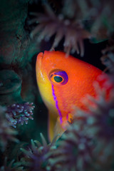 Flame Anthias (Pseudanthias ignitus) basslet colorful fish closeup head shot around coral...