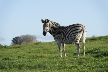 Obraz premium Plains Zebra in Addo Elephant National Park