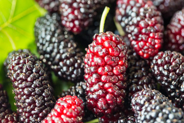 fresh mulberry fruit closeup