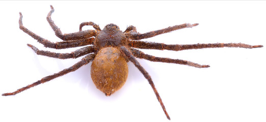 Spider on white