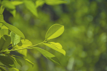 green leaves/plant texture with nature background.
