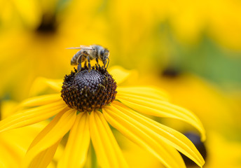 Bee on Black-Eyed Susan. Defocused yellow nature background. 