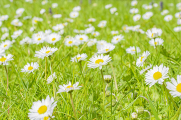 Field of daisy blossoms in a green meadow