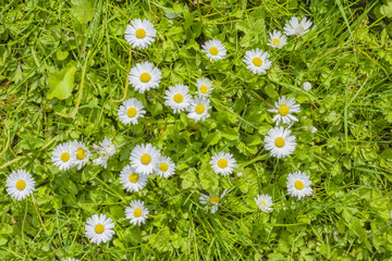 Field of daisy blossoms in a green meadow