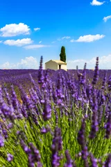 Keuken achterwand Lavendel Champ de Lavande et petit cabanon  © vincent_ducheman
