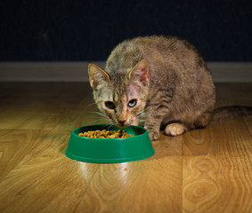 Domestic cute cat eats food  