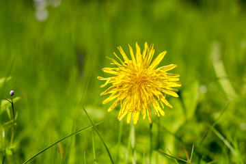 Detail of blooming yellow dandelions on grass at sunrise