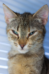 Fototapeta premium Beautiful friendly domestic cat, pet 