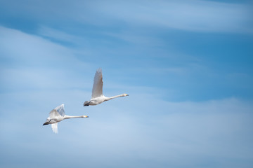 Two swans flying against blue sky