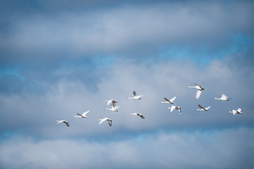 Swan gaggle flying against blue sky