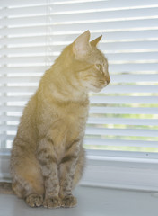Beautiful friendly domestic cat, pet  