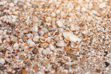 Sea beach sand and seashells background, natural seashore