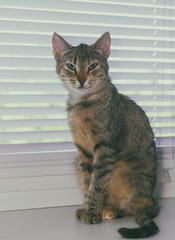 Beautiful friendly domestic cat, pet  