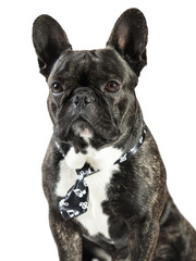 French Bulldog dog in tie