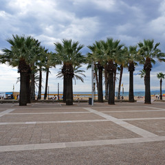 Row of palm trees on city beach