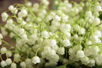 Bouquet from lilies of the valley. Fine spring flowers with water droplets. .