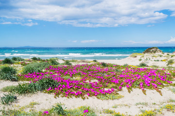 Pink flowers by the shore in Platamona