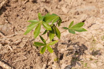 small cassava growing tree