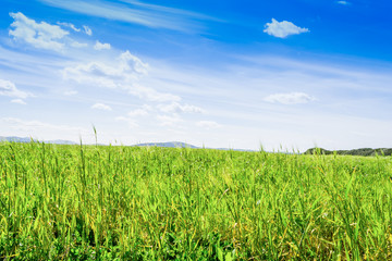 Green grass and blue sea in spring