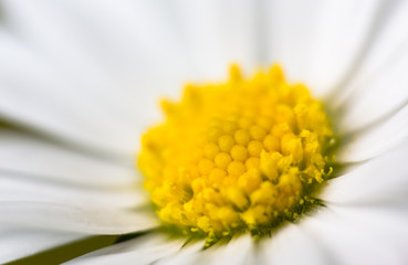 Extreme macro daisy in sunny day. Close up on yellow rods