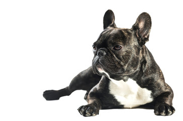 French Bulldog dog