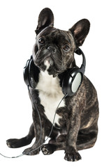 French bulldog in headphones