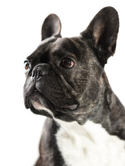French Bulldog dog close-up