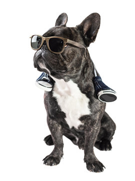 French bulldog in sunglasses
