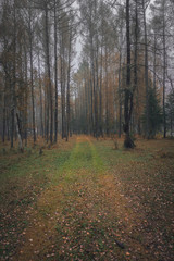 Autumn forest in overcast day