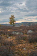 Fototapeta na wymiar Lonely tree on the background of the autumn landscape