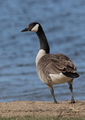 Canadian Goose Leaning