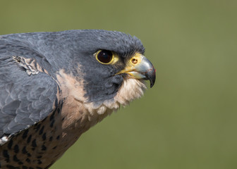 Peregrine Falcon Closeup