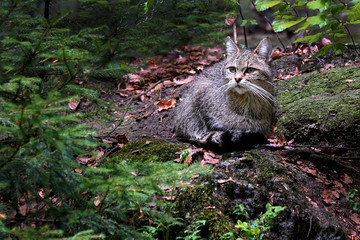 Wildkatze