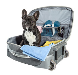 French bulldog sitting in suitcase