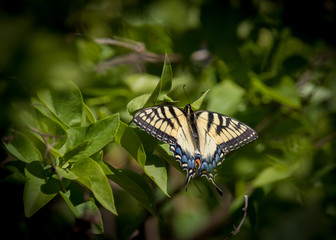 Tiger Swallowtail 2