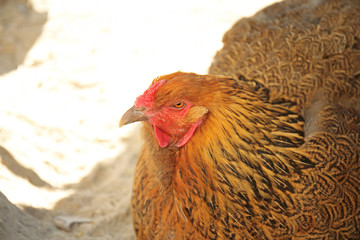 Funny hen in zoological garden, closeup