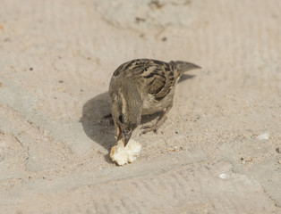 Common house sparrow feeding on bread