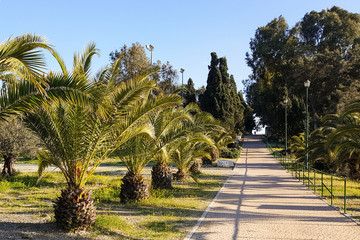 Landscape design, park alley, palm bushes along the walkway